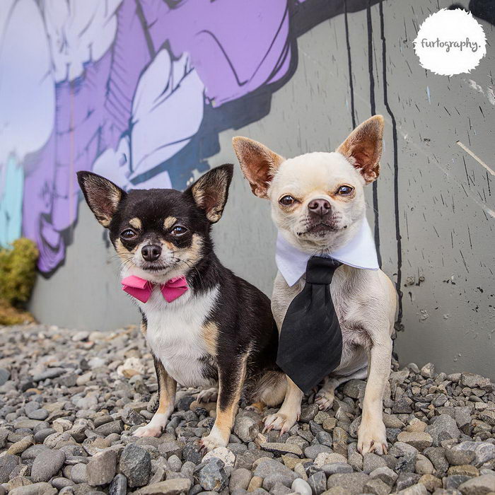 Влюбленные собачки Влюбленные собачки