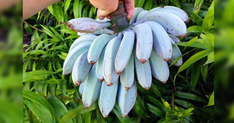 23 самых необычных фрукта и овоща, которые встречаются в природе 23 самых необычных фрукта и овоща, которые встречаются в природе