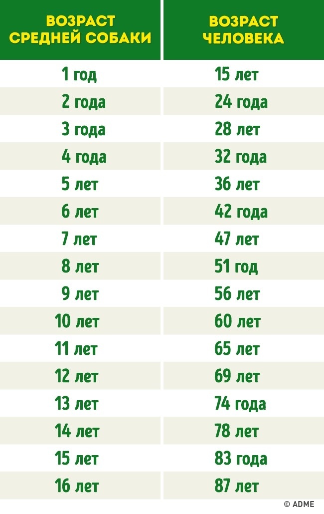 Простой способ определить возраст собак и кошек в человеческих годах