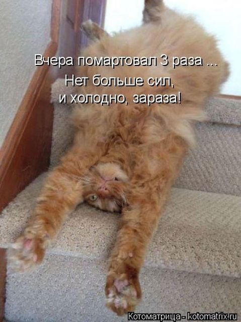 Новая котоматрица (36 фото)