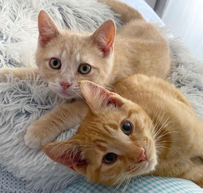 Без кота и жизнь не та