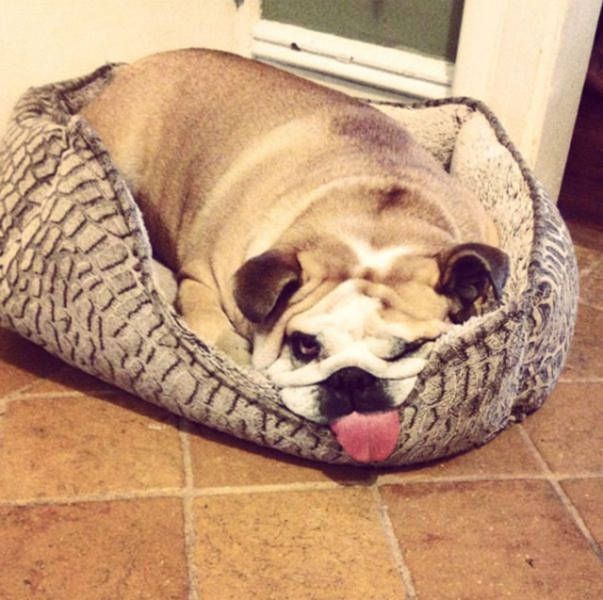 Веселые фотографии и смешные картинки для позитива Веселые фотографии и смешные картинки для позитива смешные картинки,угарные фотки,юмор