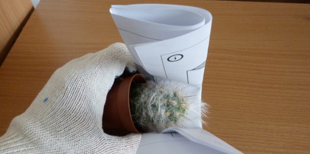 Подробнейшая инструкция по уходу за кактусом домашние цветы