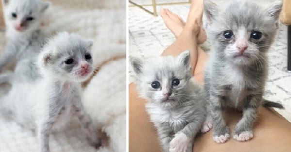 Недоношенные котята, обнявшиеся, чтобы выжить, получили помощь как раз вовремя