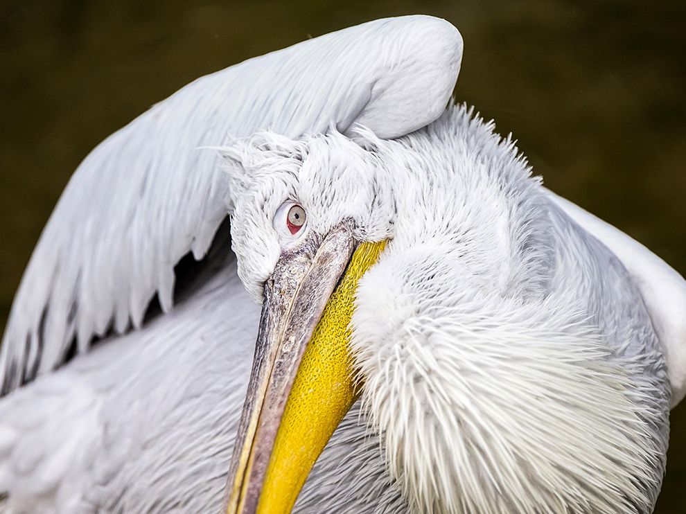 bern-white-pelican_94571_990x742