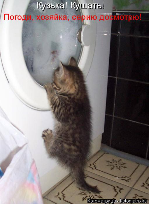 Стиральные машины созданы именно для котов анекдоты,демотиваторы,Смешные животные,юмор