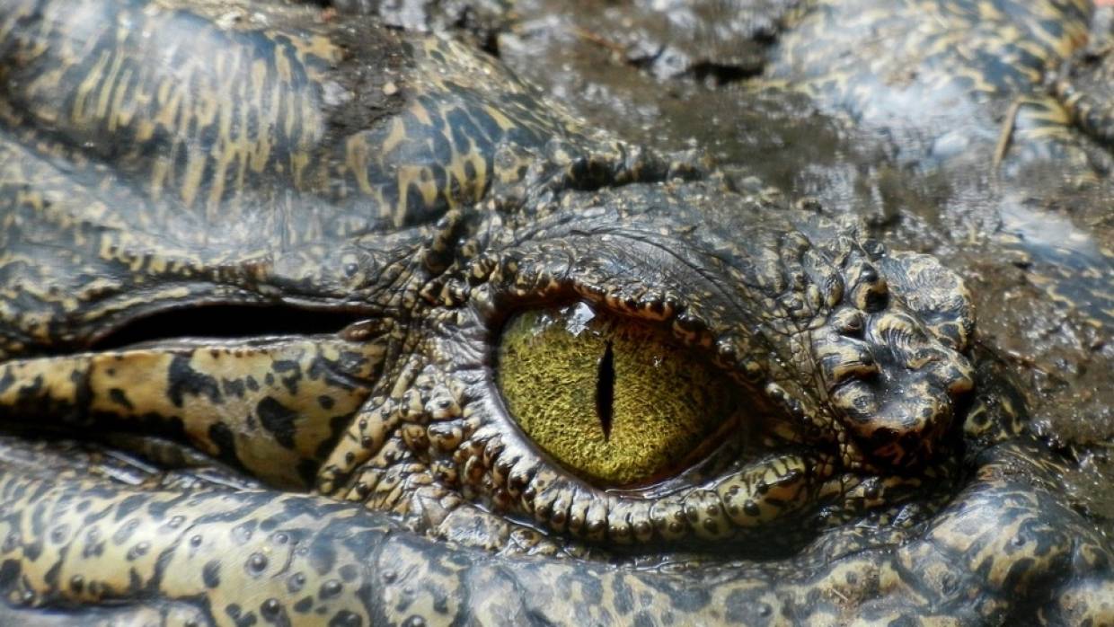 Смертельный приговор: почему ялтинский крокодиляриум находится под угрозой закрытия