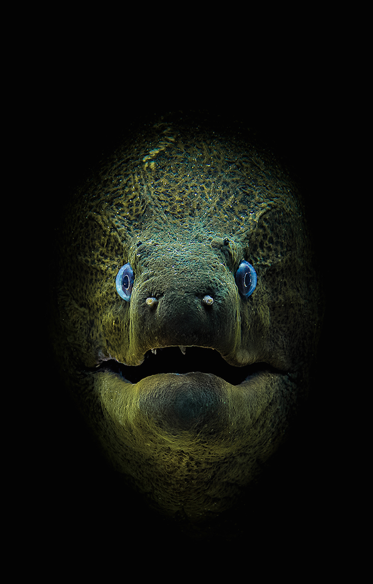  ,      Scuba Diving 