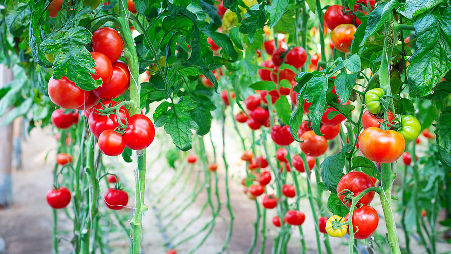 Обозреватель Гринько: ученые из Китая нашли ген, который делает помидоры прочнее