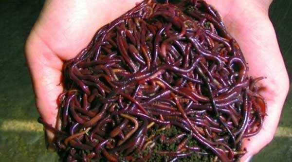 Чем кормить червей для рыбалки, чтобы их сохранить?