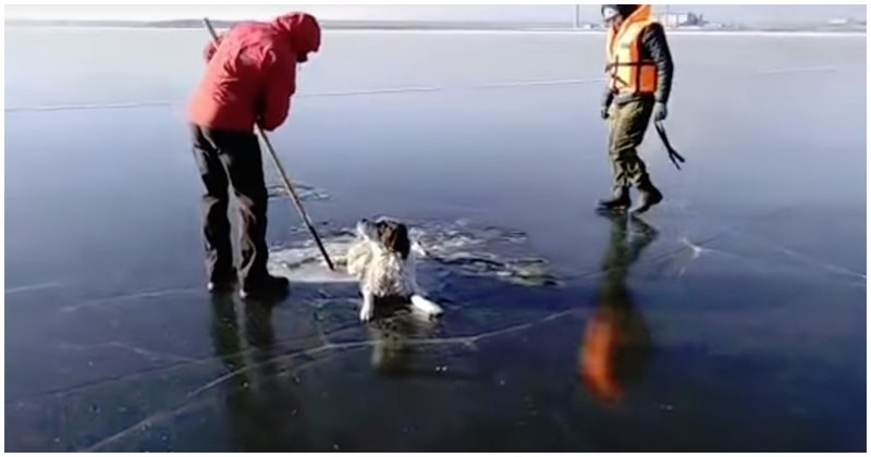 Спасатели освободили собаку, вмерзшую в лед видео, животные, озеро, собака, спасатели, спасение