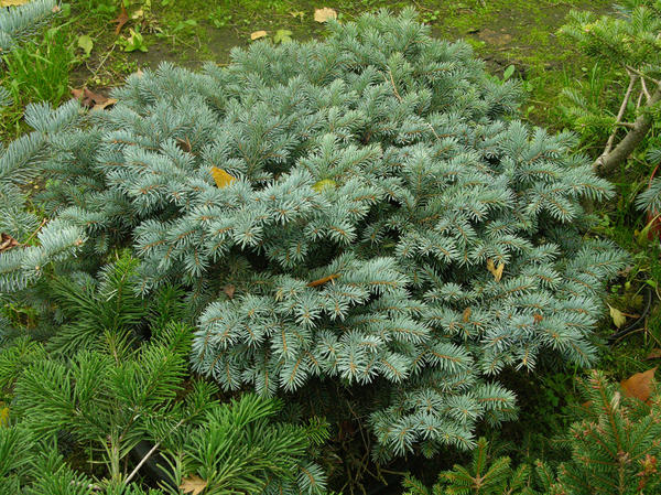 Ель колючая, сорт &amp;#39;Glauca Globosa&amp;#39;