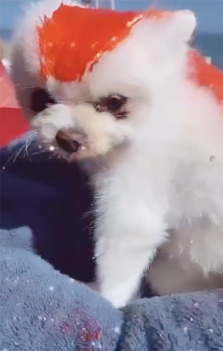 Пэрис Хилтон покрасила своих собак в цвета американского флага в честь Дня поминовения Звезды,Новости о звездах