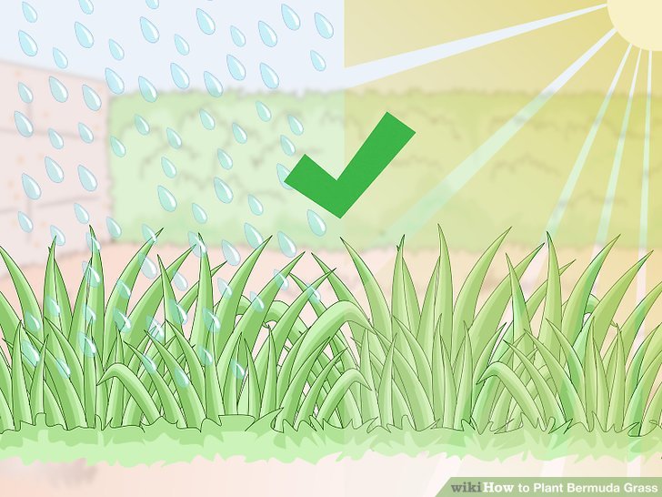 Image titled Plant Bermuda Grass Step 1