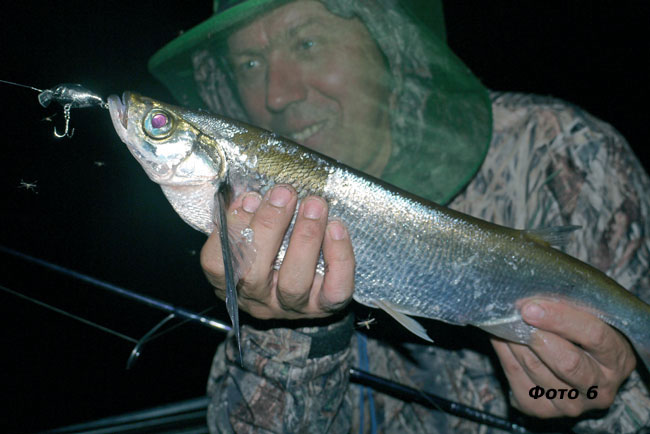 елец сибирский. сорога рыба. больших ельцов. головань рыба. больших ельцов.
