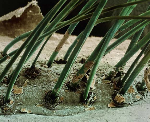 50x zoom of human eyelash hairs