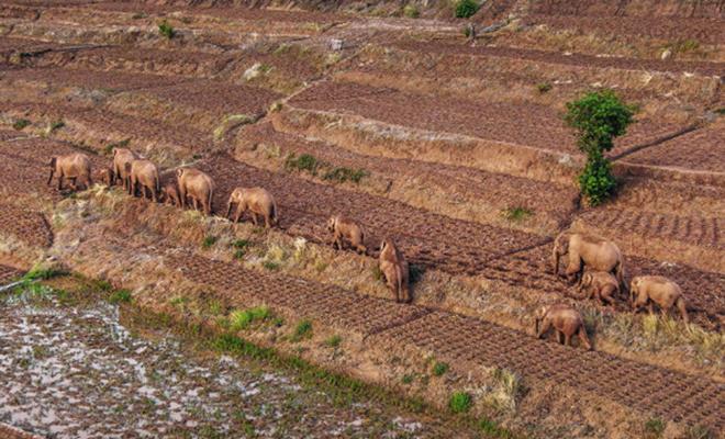 Стадо слонов уже год движется на север и не останавливается. Ученые пытаются понять их цель Стадо слонов уже год движется на север и не останавливается. Ученые пытаются понять их цель Культура
