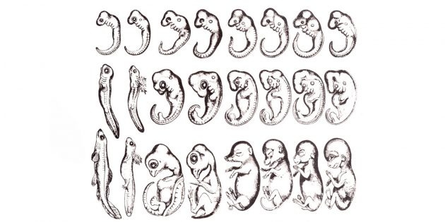 Человеческий зародыш в утробе матери не повторяет стадии эволюции своего вида