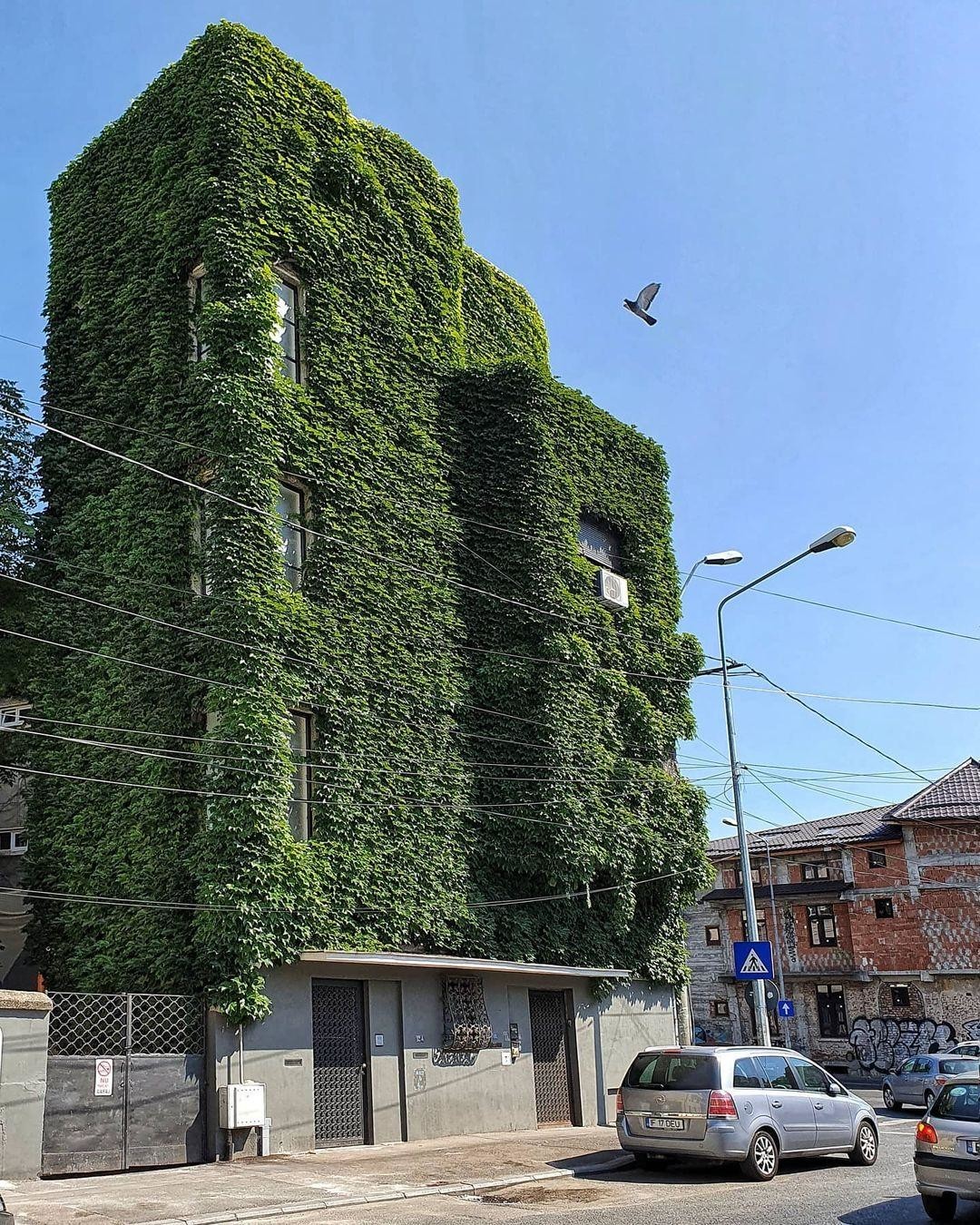 Вот так засосало... О домах, поглощённых плющом 