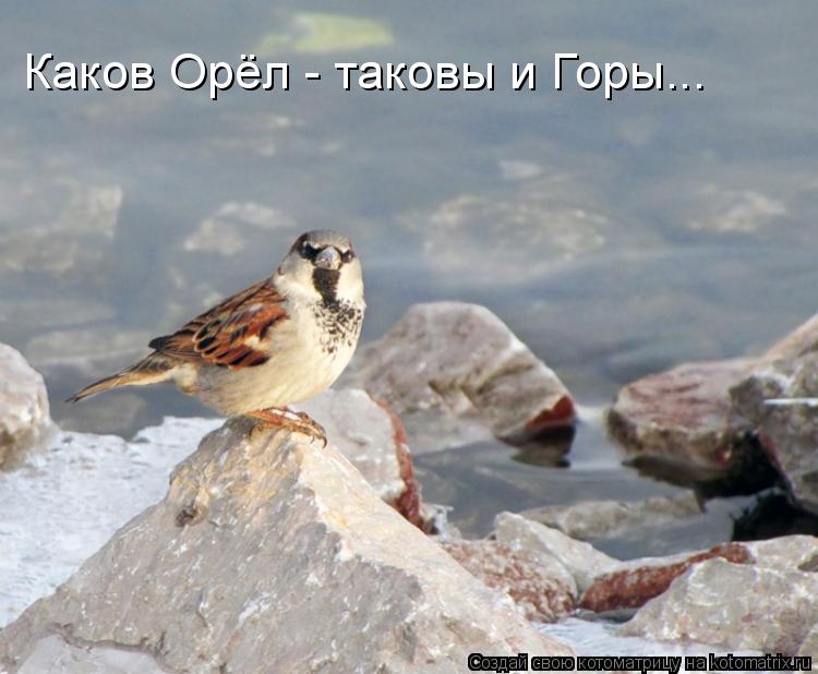Каков Орёл - таковы и Горы...