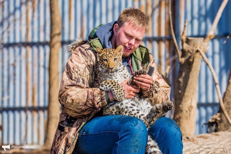 Леопардесса, выкормленная ретривером, привыкает в приморском зоопарке к новому другу леопард, приморский зоопарк, фоторепортаж