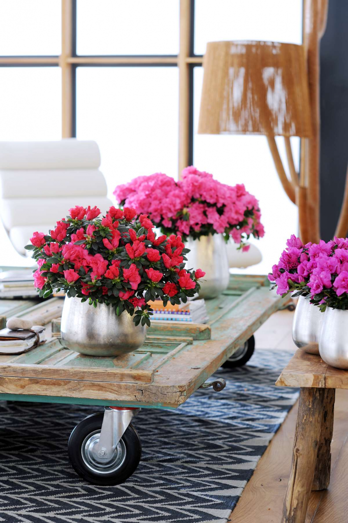 Карликовые деревья для дома: особенности ухода и фото уютных вариантов Карликовые деревья для дома: особенности ухода и фото уютных вариантов идеи для дома,комнатные растения