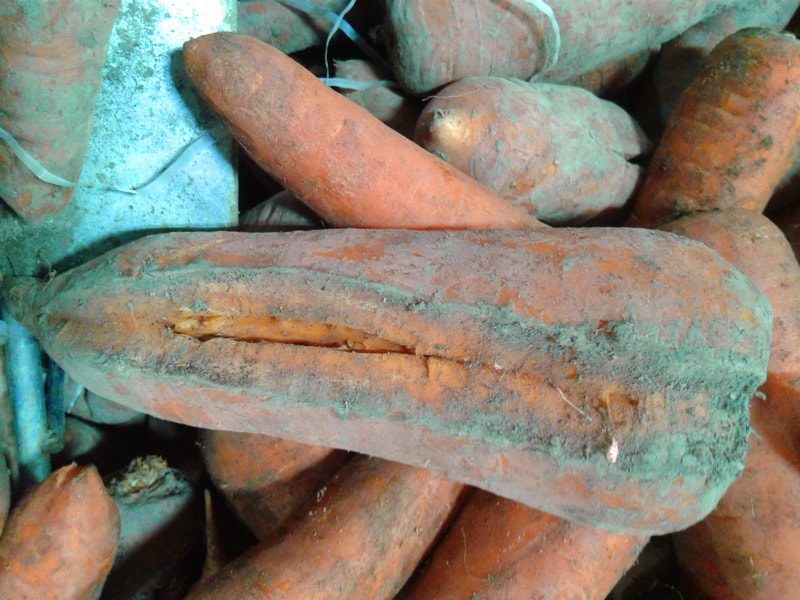 потрескавшиеся корнеплоды моркови на полках супермаркета зимой потрескавшаяся морковь