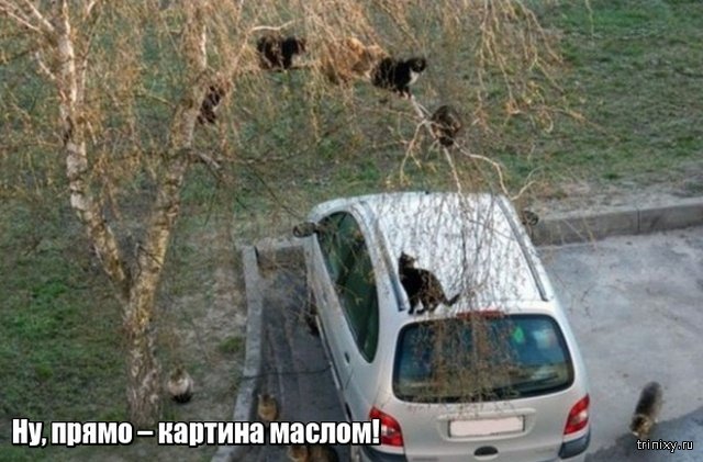 Весна уже пришла? Или пока еще нет? Весна уже пришла? Или пока еще нет? смешные картинки