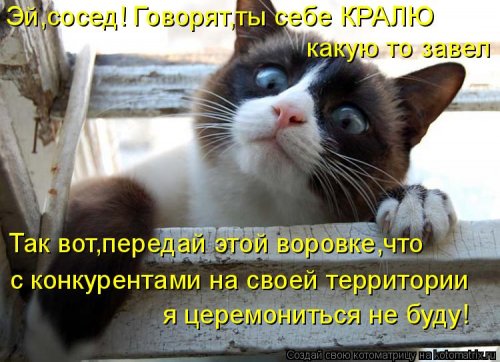 Новая котоматрица Новая котоматрица