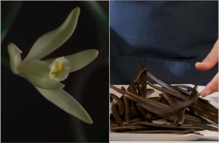 ​Видео: как выращивают ваниль, и почему эта пряность такая дорогая