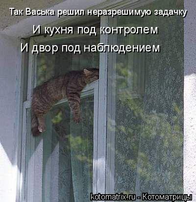 Так Васька решил неразрешимую задачку И кухня под контролем И двор под