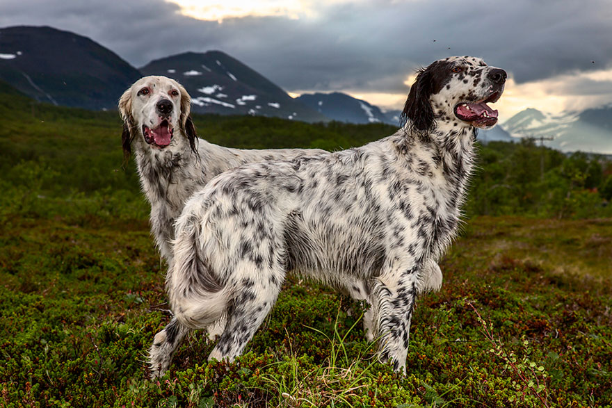 Портреты самых трудолюбивых собак в мире от Эндрю Флейдбо-17