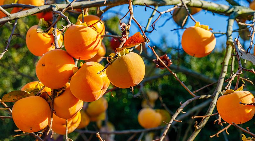 Полезные свойства хурмы и вкусные рецепты хурму, хурмы, можно, только, плоды, хурма, сорта, свойств, получаются, полностью, сочетается, спелой, кожицы, пудрой, сахарной, чтобы, плодов, вместе, коктейли, оставить