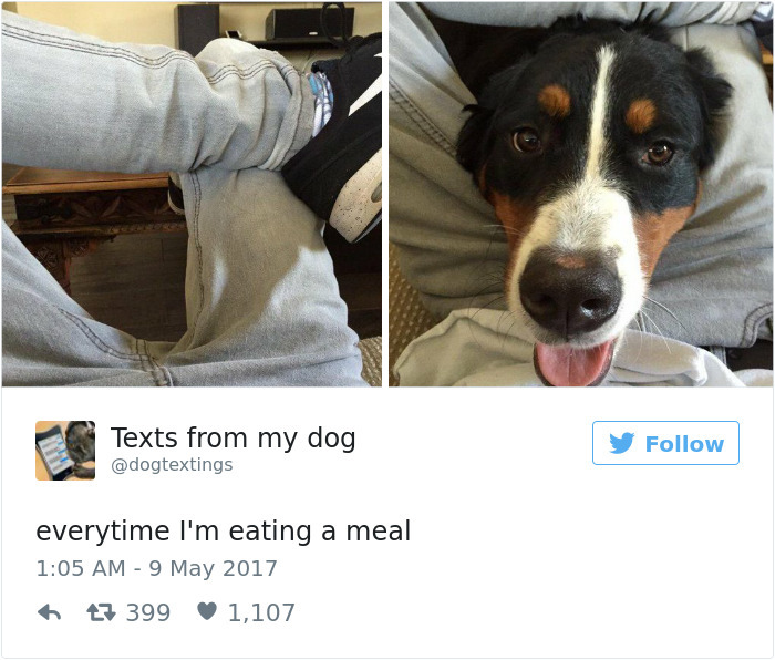 Dog Tweets