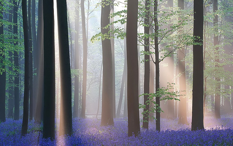 Халлербос – синий лес в Бельгии Халлербос – синий лес в Бельгии Путешествия