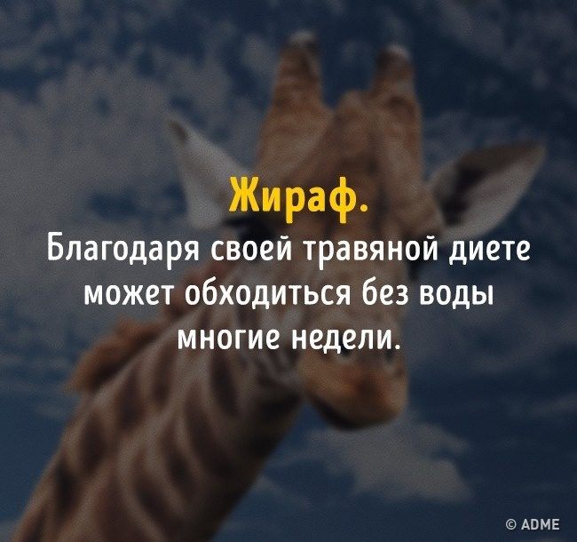 Тест на эрудицию: 13 вопросов, которые покажут, не пора ли вам обратно в школу