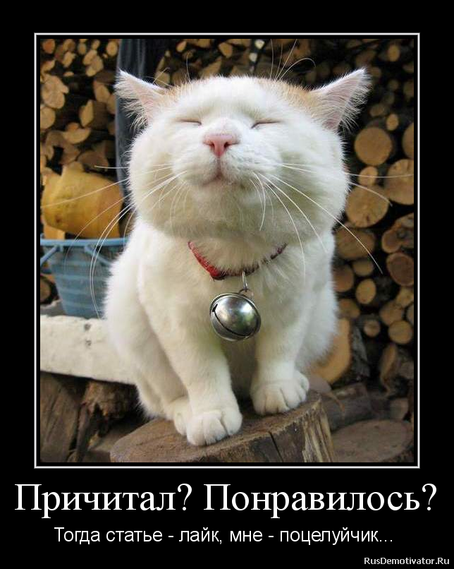 Про американца и хитрую бабульку животные,Истории из жизни,позитив