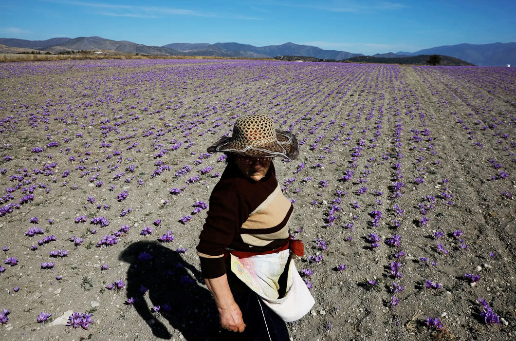 Сбор шафрана в фотографиях 