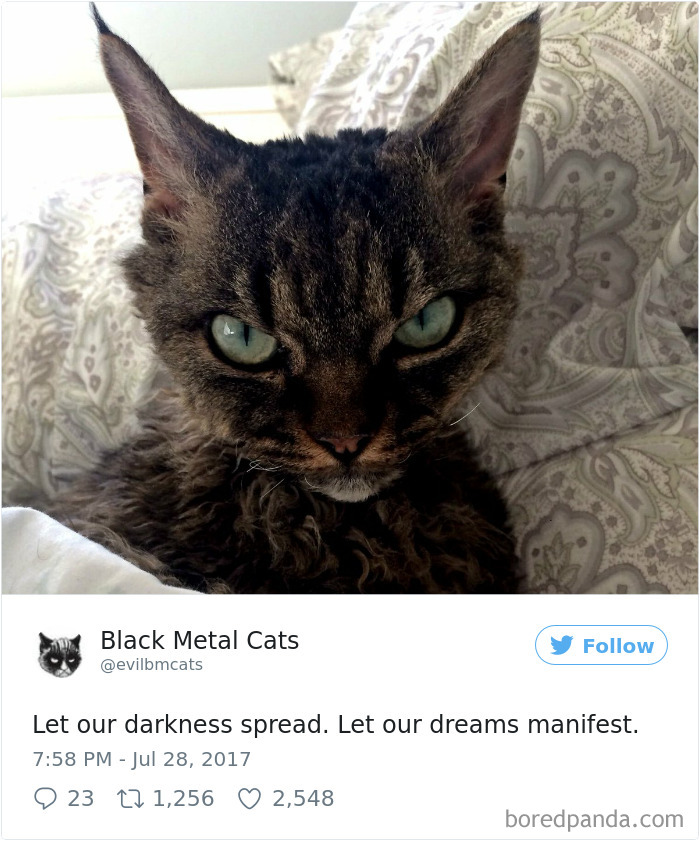 Black-metal-cats-lyrics-tweets