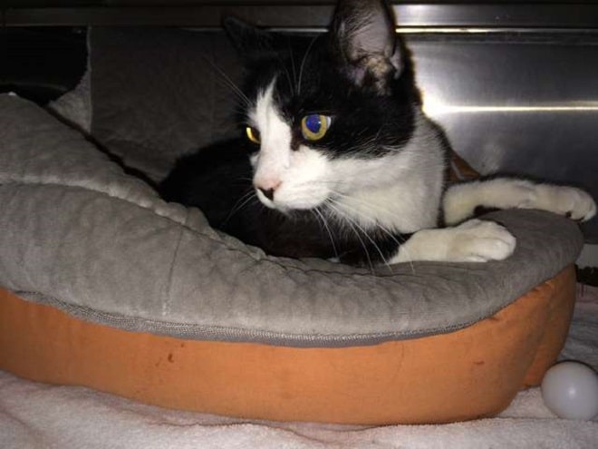 Котик лежит