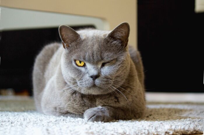 10 «недостатков» британских кошек, о которых часто умалчивают заводчики 10 «недостатков» британских кошек, о которых часто умалчивают заводчики домашние животные,наши любимцы