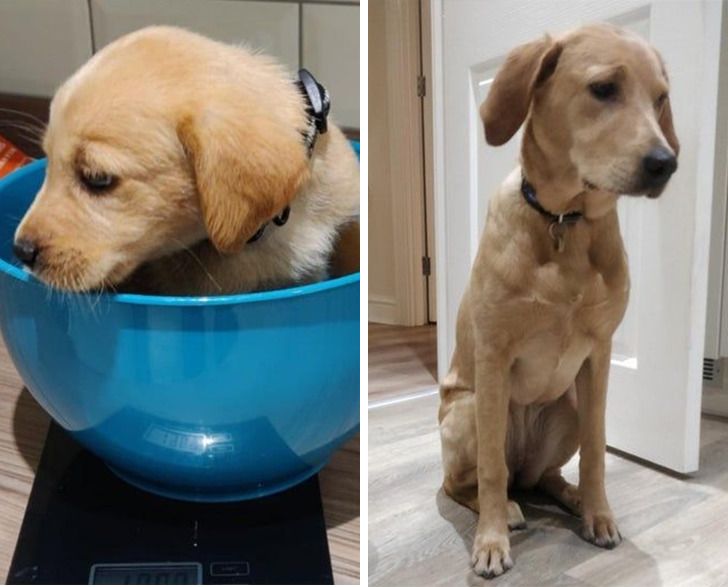 Любителям собакенов: большие собаки созданы для людей с огромным сердцем 