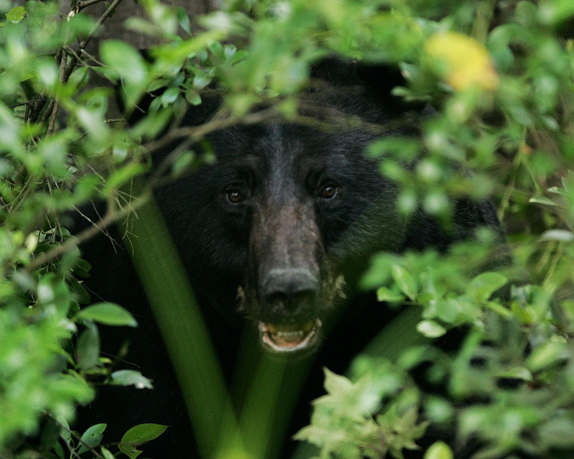 Власти Приморья объяснили встречу местной жительницы с медведем на Смольных водопадах