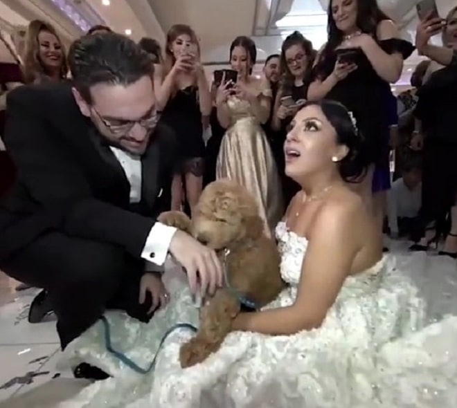 Упала от радости: невеста прямо на свадьбе неожиданно получила «лохматый подарок» истории из жизни