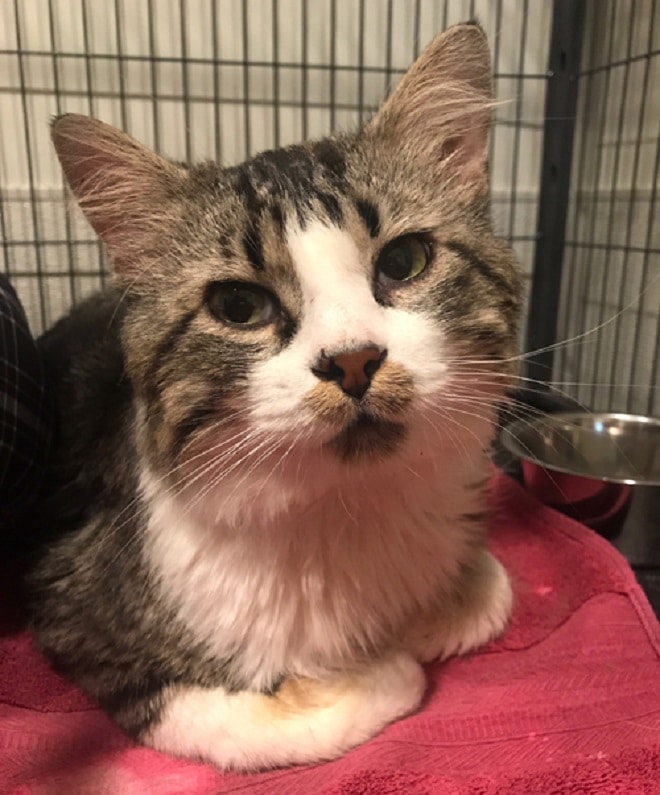 Клетка с котом 