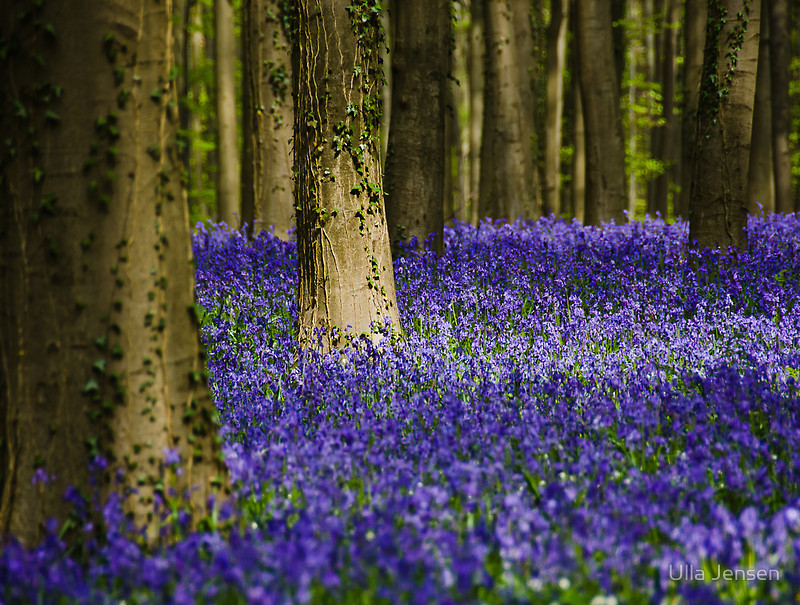 Халлербос – синий лес в Бельгии Халлербос – синий лес в Бельгии Путешествия