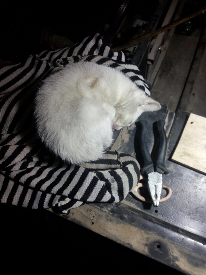 Спасение котёнка и котёнок спасает 3 людей. кот, спасение животных, автосервис, длиннопост