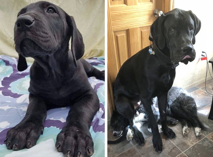 Любителям собакенов: большие собаки созданы для людей с огромным сердцем 