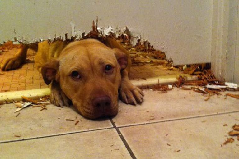 Когда животные делают селфи