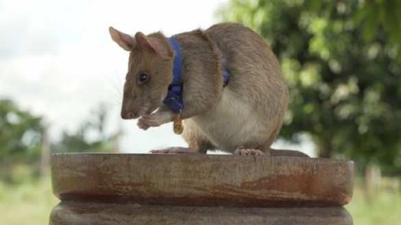 Крыса-сапёр награждена престижной медалью  (ФОТО) 